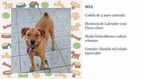 Animal para doação - Mel