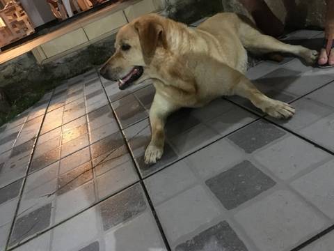 Animal encontrado no bairro Zona Norte