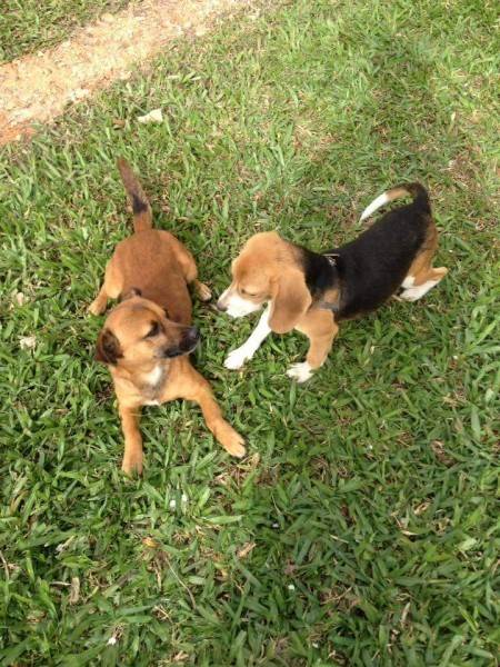 Procura-se Boby