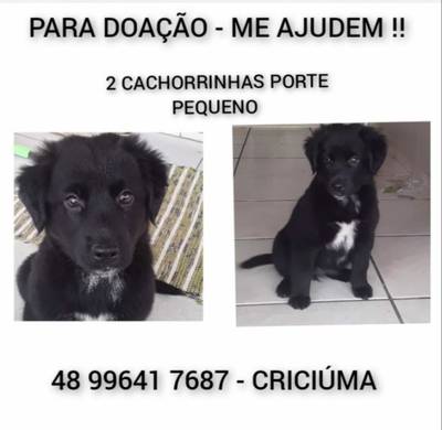 Animal para doação - Luna E Cristal 