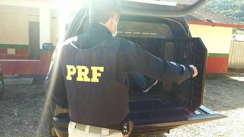 PRF prende motorista com mandado de prisão ativo na BR-101, em Tubarão