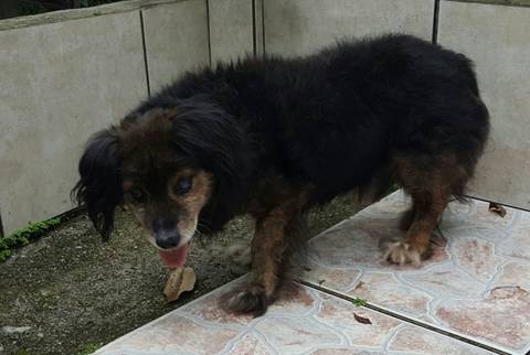 Animal encontrado no bairro Vera Cruz
