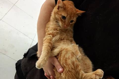 Mais de 70 animais são castrados na quarta ação do Pet Levado a Sério em Urussanga