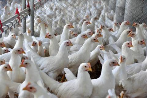Ministério da Agricultura e Pecuária alerta sobre prevenção da Influenza Aviária