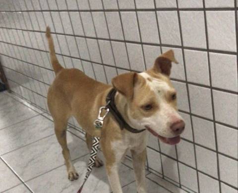 Animal encontrado no bairro Centro 