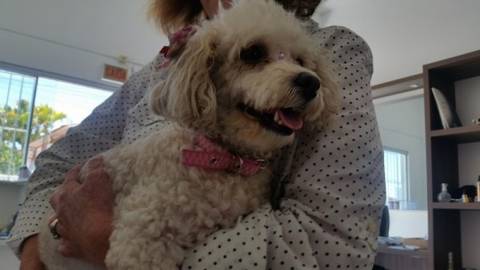 Animal encontrado no bairro Maria Céu 