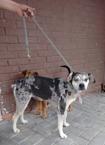Animal encontrado no bairro Praça Nereu Ramos 