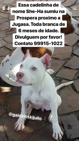 Procura-se cãozinho