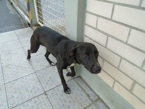 Animal encontrado no bairro Vila Macarini