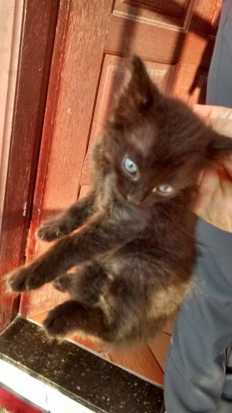 Procura-se Gatinhos