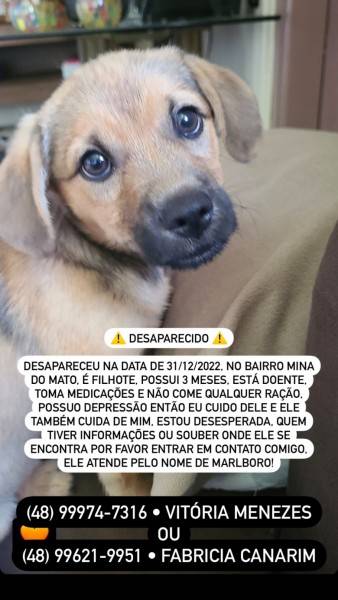 Procura-se Malrboro 