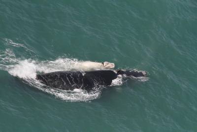 Dia Nacional da Baleia Franca é comemorado nesta terça