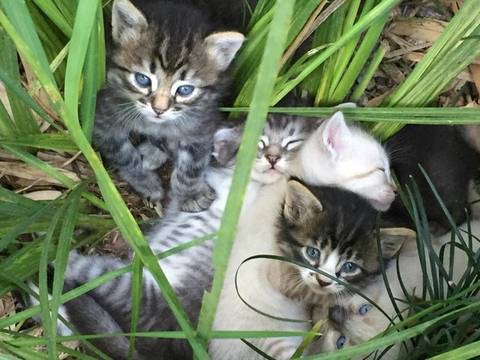 Animal para doação - Lindinhas