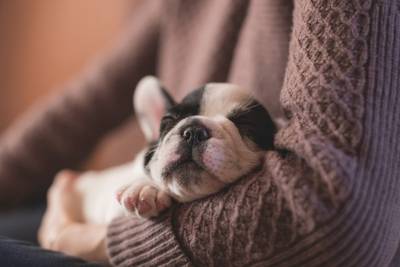 Sete dicas para garantir a saúde do pet no inverno