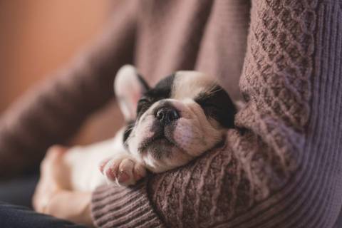 Sete dicas para garantir a saúde do pet no inverno