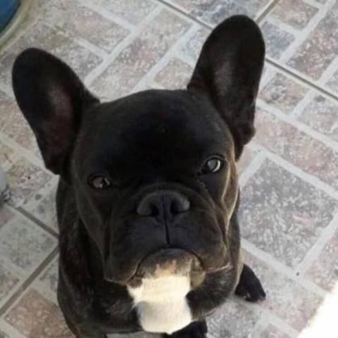 Procura-se o cão Rupy 