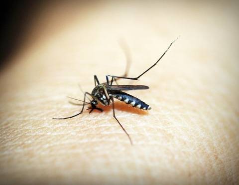 Santa Catarina tem mais de 300 mil casos prováveis de dengue