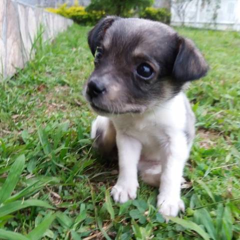 Animal para doação - Luna 
