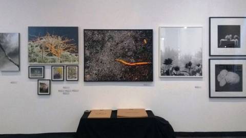 Feira reúne fotografias de 26 artistas no Nações Shopping