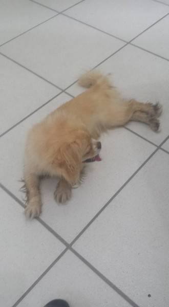 Animal encontrado no bairro 