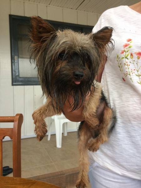 Animal encontrado no bairro Zona Norte
