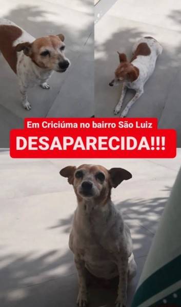 Procura-se Gadu