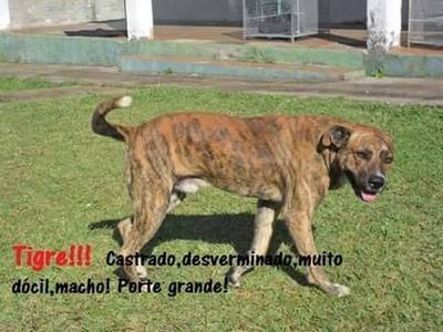 Procura-se Tigre