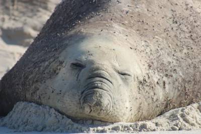 Animais marinhos nas praias do Sul de SC: veja quais podem ser ser vistos e os cuidados que devem ser tomados