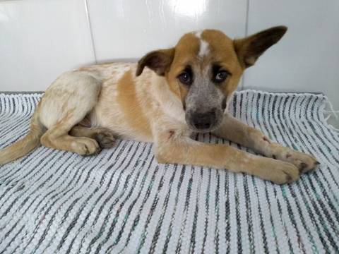 Animal encontrado no bairro Centro