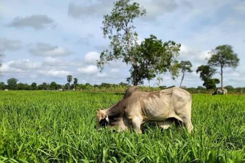 Nova Veneza fortalece produção rural com distribuição gratuita de sacos de aveia