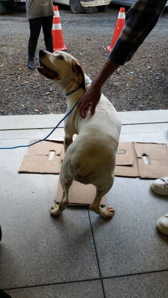 DONO ENCONTRADO!! Animal encontrado no bairro 
