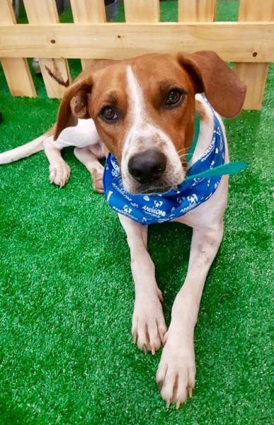Angeloni e ONG Animal Ponto Com promovem feira de adoção de pets em Criciúma