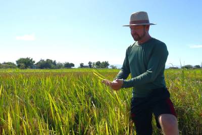 Com clima favorável na lavoura, colheita da safra de arroz está adiantada em SC