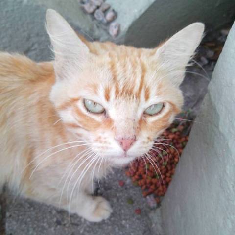 Animal encontrado no bairro São Luiz