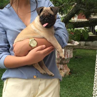 Procura-se Lord, da raça Pug