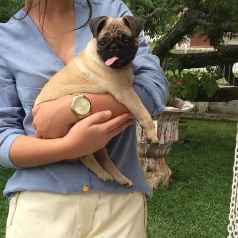 Procura-se Lord, da raça Pug