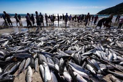 Pelo Estado 27/05: A pesca da tainha e a queda de braço entre governo estadual e federal