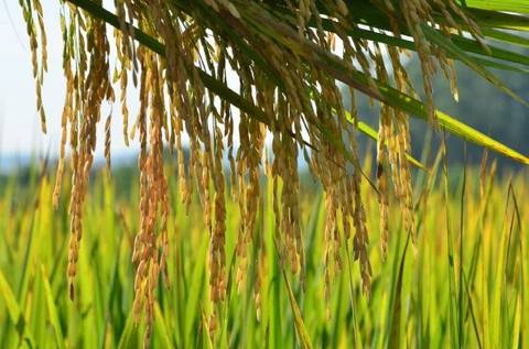 Arroz irrigado registra safra histórica no Sul de Santa Catarina