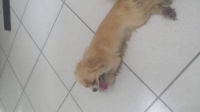Animal encontrado no bairro Álvaro Catao