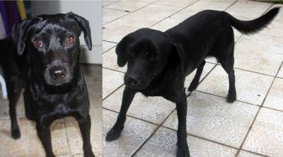 Animal encontrado no bairro Próspera