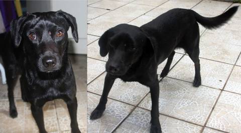 Animal encontrado no bairro Próspera