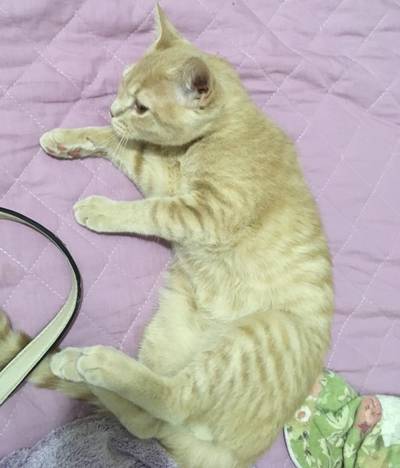 Animal para doação - Gato Filhote Macho