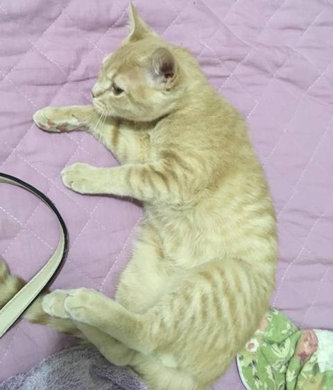 Animal para doação - Gato Filhote Macho
