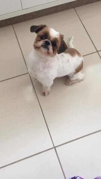 Cachorro Desaparecido