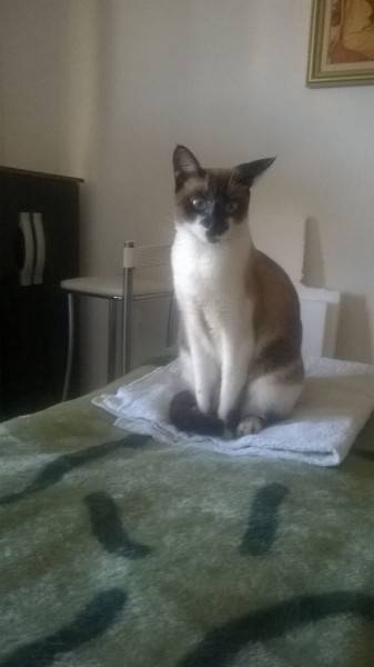Animal para doação - Luna