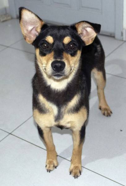 Animal para doação - Rebeca (beca)