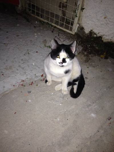 Animal encontrado no bairro Centro
