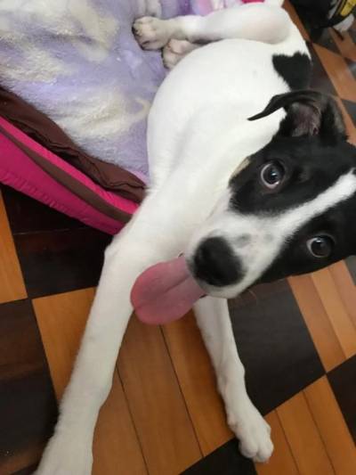 Animal para doação - Belinha