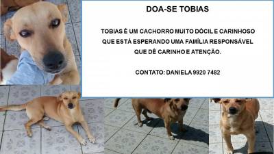 Animal para doação - Tobias