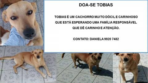 Animal para doação - Tobias